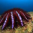 Espécie de estrela-do-mar carnívora está destruindo recifes de corais pelo mundo