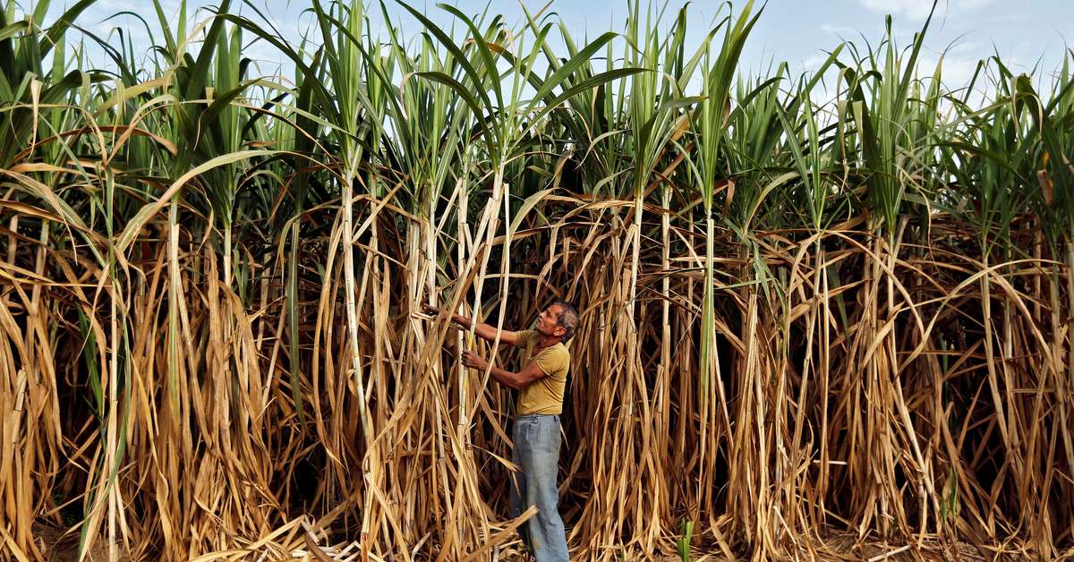 Como Se Chama A Plantação De Cana De Açúcar