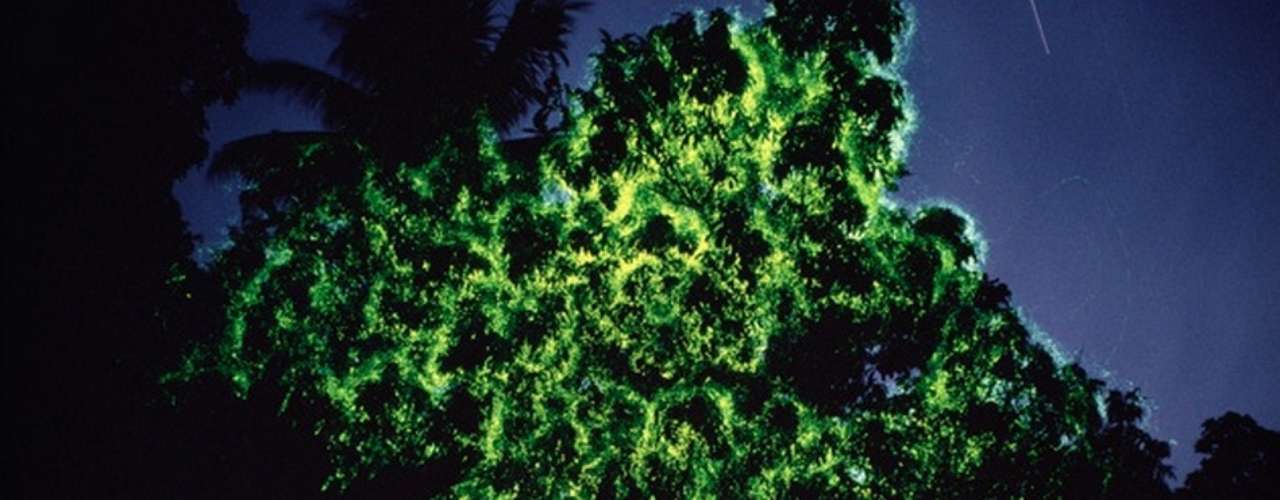 4-aarvores-de-vaga-lumes-papua-nova-guin