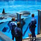 SeaWorld: espetáculo ou crueldade? Vimos as famosas orcas