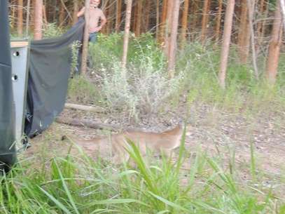 Puma é solto após ser resgatado Foto: Luiz Pires/Zoológico Municipal de Bauru / Divulgação