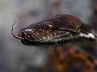 La pitón birmana es una especie invasora que tiene un impacto negativo en las zonas silvestres del sur de Florida. Foto: Archivo / 