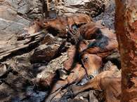 Los animales serán sacrificados con disparos desde helicópteros y la operación, financiada por el gobierno, se llevará a cabo hasta el mes de junio. Foto: 