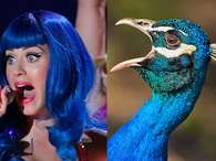 Descubra cómo serían los famosos si fueran aves. Foto: buzzfeed.com