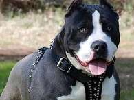 Imagen de archivo de un perro de raza pitbull Foto: EFE en español