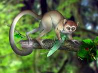 Con 55 millones de años de antigüedad, el Archicebus es el primer miembro conocido del amplio grupo de primates que incluye a los humanos. Foto: AP