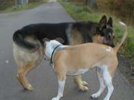Quando um cão deseja demonstrar autoridade, levanta o rabo para exalar mais cheiro Foto: Wikimedia