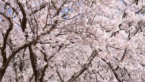 Japão adere ao rosa 'sakura' na florada das cerejeiras