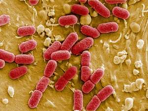 Bactérias são fundamentais para a sobrevivência humana Foto: Getty Images