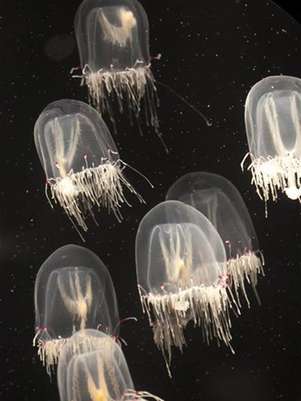 Imagen de archivo de un grupo de medusas Foto: Richard Green / Reuters