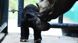 Filhote de rinoceronte raro e ameaçado de extinção nasce em santuário da Indonésia