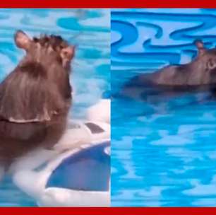Mulher flagra ratos se refrescando em piscina de plástico
