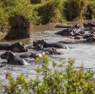 Hipopótamos de Pablo Escobar devem ser esterilizados pelo governo colombiano
