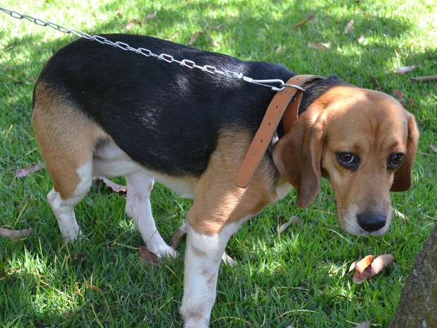 Cão foi encontrado na quarta-feira, e está sob os cuidados de associação protetora dos animais Foto: Prefeitura de São Roque / Divulgação
