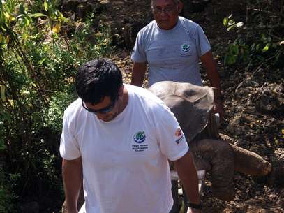En esta foto distribuida por la Dirección del Parque Nacional Galápagos, el cuerpo de la tortuga terrestre gigante de las Islas Galápagos, conocida popularmente como el "Solitario George" es transportado en una camilla el domingo 24 de junio de 2012. El centenario macho murió el domingo.  Foto: DPNG / AP