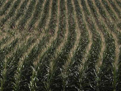 A drought stricken corn field is seen in DeWitt, Iowa July 12, 2012. Foto: Adrees Latif / Reuters In English