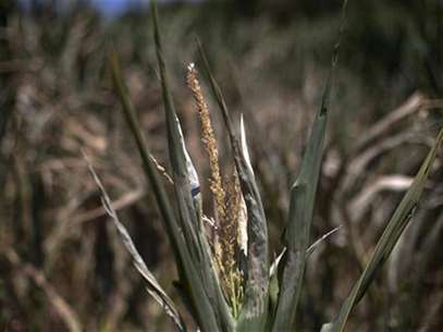 A corn plant, damaged due to lack of water, is photographed in a corn field in Centerville, Iowa July 11, 2012. Foto: Adrees Latif / Reuters In English