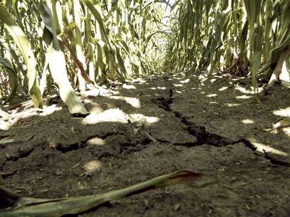 A drought-damaged corn field is pictured near Emery, Iowa July 27, 2012. Foto: Karl Plume / Reuters In English