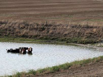 Cattle cool off in a pond by a drought-stricken farm in Oakland City, Indiana, July 24, 2012. Foto:  John Sommers II / Reuters In English