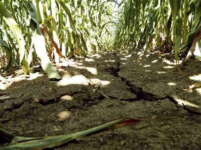 A drought-damaged corn field is pictured near Emery, Iowa July 27, 2012. Foto: Karl Plume / Reuters In English