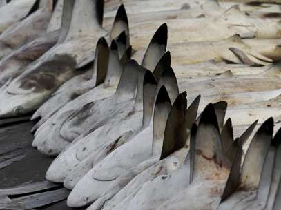 En esta fotografía del martes 12 de junio de 2012, se ven tiburones alineados en un mercado de pescado en Dubai , Emiratos Arabes Unidos. El comercio global de aleta de tiburón suma cientos de millones de dólares al año, y decenas de millones de tiburones deben ser atrapados en todo el mundo por sus aletas.  Foto: Kamran Jebreili / AP