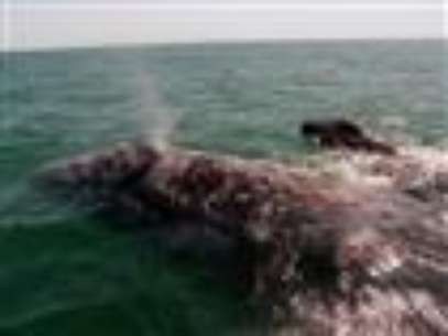 
              Endangered whales are being seen in droves off the California coast, lured by a bumper harvest of krill. The growing number of whales along the Pacific Coast is drawing tourists, but it's also led to an increase in collisions with ships. (Aug. 21)
             Foto: AP in English