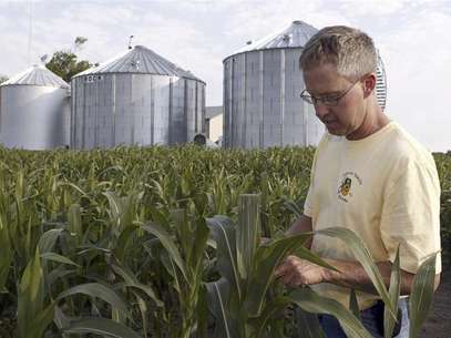 Farmer Matt Johnson inspects the leaves on a popcorn plant near grain storage bins in his popcorn crop fields on his family's farm in Redkey, Indiana June 28, 2012. All across the Midwest, where rows of popcorn normally thrive alongside fields of soybeans, American popcorn farmers have watched in horror as soaring triple-digit temperatures and weeks without rain have left corn stands stunted and crops withered. Foto: Brent Smith / Reuters In English