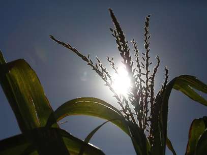 A corn stalk is seen under the noon sun at Sunburst Dairy, as owner Brian Brown hired workers from Doerfer Bros Inc. to harvest the corn at his dairy farm, near Belleville, Wisconsin September 6, 2012. Foto: Darren Hauck / Reuters In English