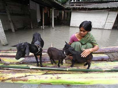 A flood affected victim puts her goats on a raft made from banana trees outside her flooded hut at Lachi Bishnupur village in the northeastern Indian state of Assam September 22, 2012. Foto: Utpal Baruah / Reuters In English