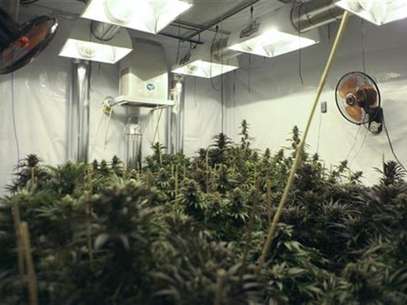 A marijuana plant is seen as officers of Baja California's State Preventive Police (PEP) search for more plants near Hongo in the municipality of Tecate in Baja California, in this August 29, 2012 file photo. Foto: Jorge Duenes / Reuters