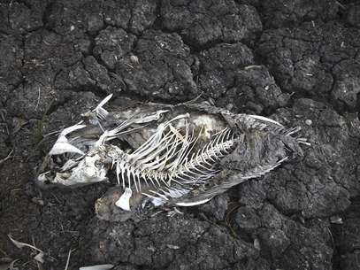 Corn plants struggle to survive in drought-stricken farm fields in Ferdinand, Indiana, July 24, 2012. Foto:  John Sommers II / Reuters