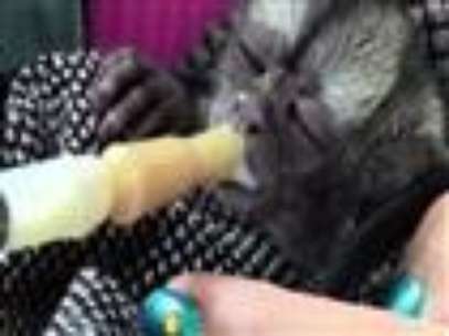 
              An employee at a wildlife centre in Colombia has taken on the role of surrogate mother for a baby monkey. The tiny night monkey is with Martha Silva 24 hours a day. (Feb. 22)
             Foto: AP