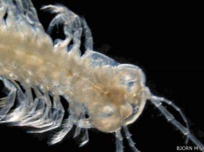 primeiro-crustaceo-venenoso-bbc.jpg