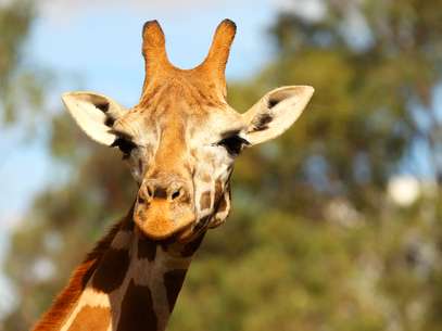 Desafio pede que quem erre a resposta da charada troque sua foto pela imagem de uma girafa Foto: Getty Images