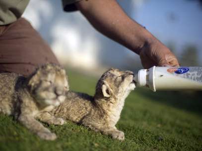 Os leões Fajr e Sijil, segundo funcionário de zoológico, morreram por falta de alimento e medicamento Foto: AFP