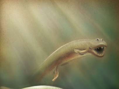 Tiktaalik roseae parecia um híbrido de crocodilo e peixe Foto: AFP