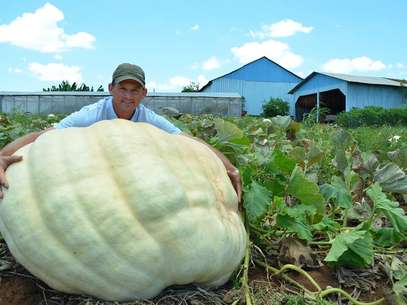 Agricultor Luiz Antonio Theisen cultivou abóbora de 286 quilos em Santa Catarina Foto: Débora Ceccon /Jornal O Líder / Divulgação