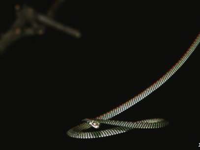 Cientistas estudaram como algumas espécies de cobra conseguem planar Foto: Jake Socha / BBCBrasil.com