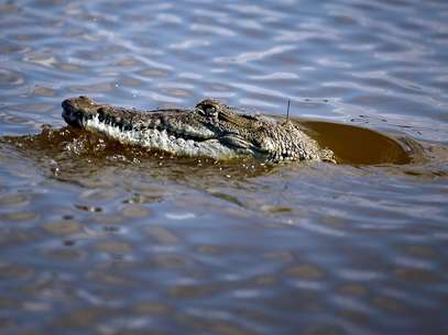 Crocodilos sobem nas árvores para regular temperatura corporal e vigiar território, diz estudo Foto: Getty Images