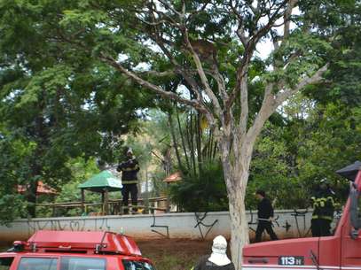 Assim que chegaram ao local, os bombeiros e a PM isolaram a área e aguardaram a chegada da equipe do Zoológico de Bauru Fot Divulgação