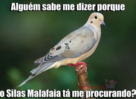  Foto: Twitter / Reprodução