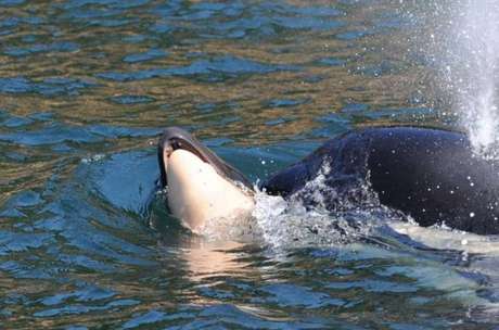 Cientistas temem que a orca deixe de se alimentar e acabe ficando doente.