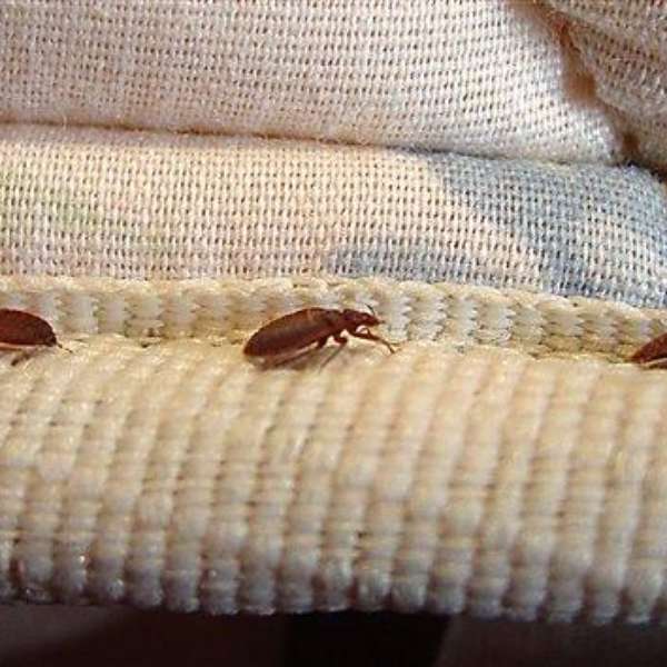 America's Worst Bed Bug Infested Cities