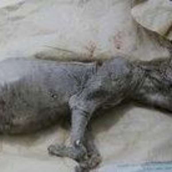 Spines Animal With Sharp Quills And Spines