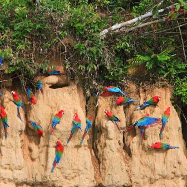 ¿Eres amante de la naturaleza?: Conoce más de Puerto Maldonado - Terra Perú