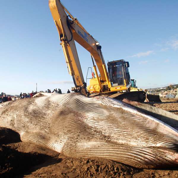 Ballena muerta apareció flotando en la bahía de Lota: la enterraron ... - Terra Chile