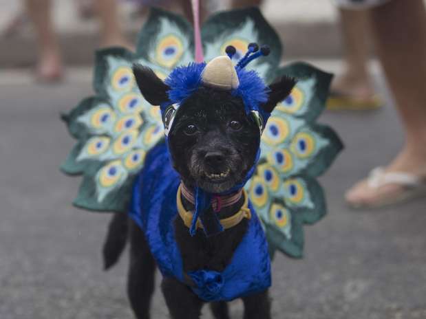 Uno de los participantes en el carnaval canino de Río de Janeiro posa el domingo 3 de febrero de 2013, en vísperas del tradicional carnaval brasileño que atrae a millones de personas.  Foto: Silvia Izquierdo / AP