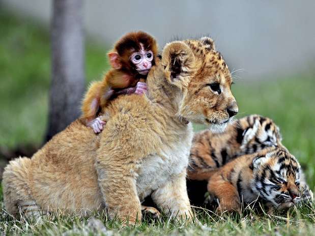 zoo-leao-macaco-tigres-china-rts.jpg