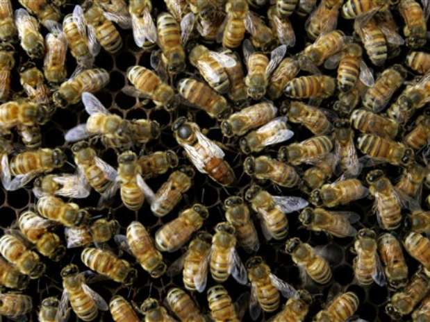 Las abejas detectan el explosivo a través del olfato. Foto: AP