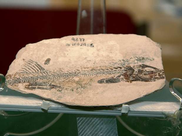 Fotografía cedida por el Museo de Paleontología de Chiapas del fósil de un pez que vivió hace 90 millones de años. Foto: EFE en español